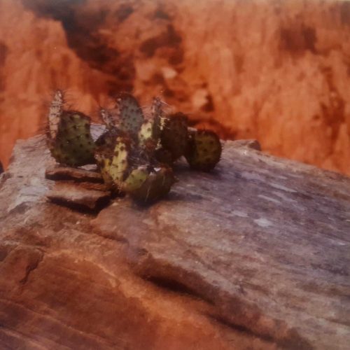 processed by AtomJPEG  1.5.0n