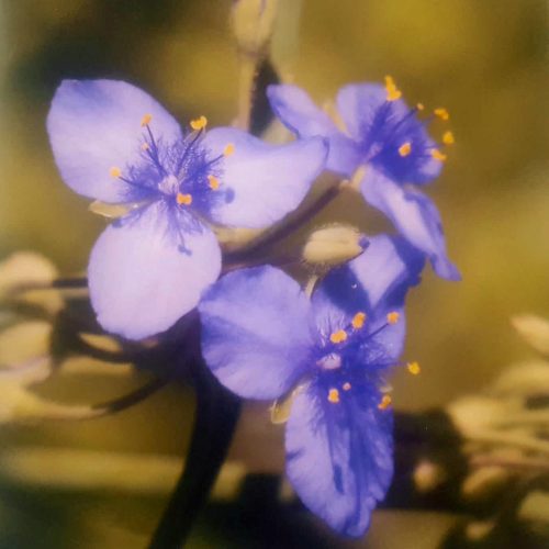 processed by AtomJPEG  1.5.0n