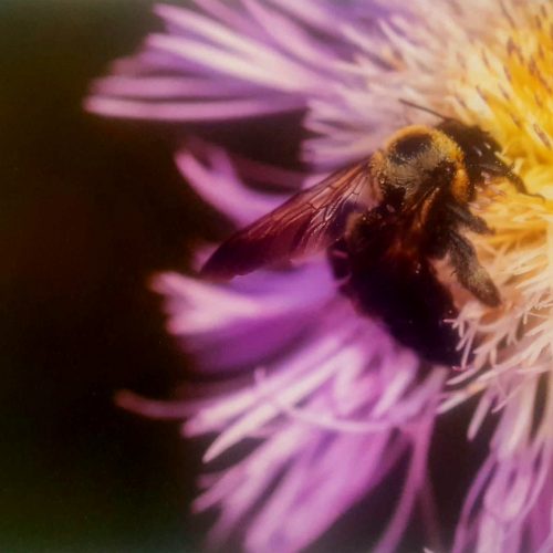 processed by AtomJPEG  1.5.0n