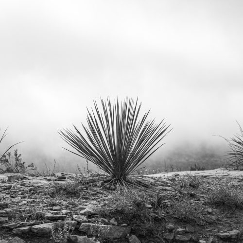 Plants - yucca in fog - Donna Hughes - 3rd Place