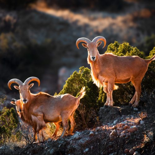 Wildlife - Backlit Beauties - Nancy Rice - 1st Place